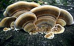 Vignette pour Trametes