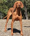 Vizsla o braco húngaro