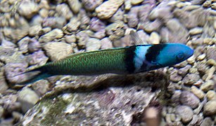 Thalassoma bifasciatum