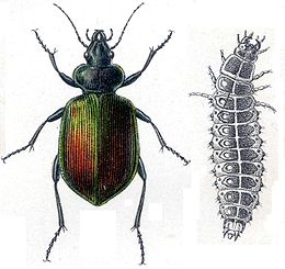 Didysis puikiažygis (Calosoma sycophanta)