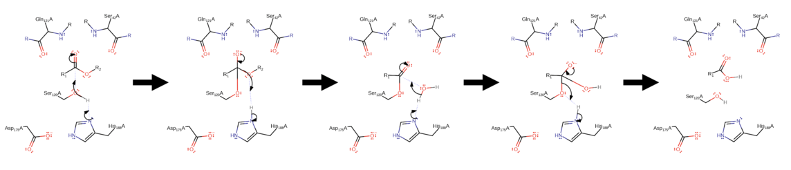 Cutinase hydrolysis