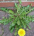 Rosette de feuilles à la base d'un pissenlit