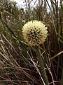 Květenství Dasypogon bromelifolius