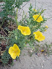 Hornskulpe (Glauchium flavum)