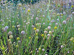 Tuoksuhohdekukka (Helenium aromaticum)