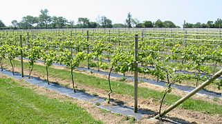 Jeune vigne plantée sous bâche