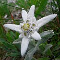 Early-season version with central floret-pods not yet fully developed. Specimen found in Poland's Tatra Mountains.