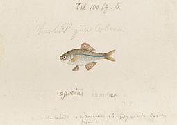 Acheilognathus rhombeus - gravure de Temminck et Schlegel - Kawahara Keiga - 1823 - 1829