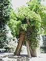 26 juillet 2008 Un très vieil arbre, bien sage dans son coin, pas très connu, et qui n'a jamais fait de mal à personne (affirmation PoV à sourcer)