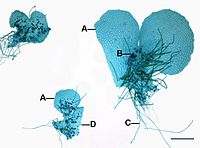 Gametofyt bij varens: A-gametofyten, B-archegonia, C-rizoïden, D-antheridia.