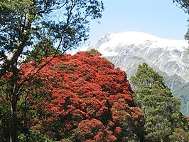 Metrosideros umbellata