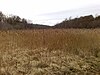 Cothill Fen