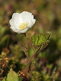 Male flower