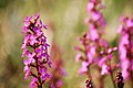 Speekag Stylidium graminifolium