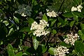 Viburnum nudum