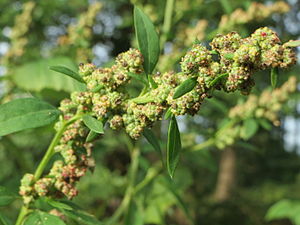 명아주(Chenopodium album)