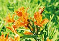 Alstroemeria aurea