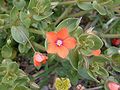 Lysimachia arvensis