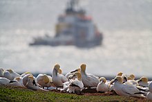 Basstölpelkolonie auf Helgoland.jpg