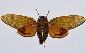 Yanga andriana (mahabo, Madagascar)