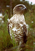 Rapace posé vu de face.