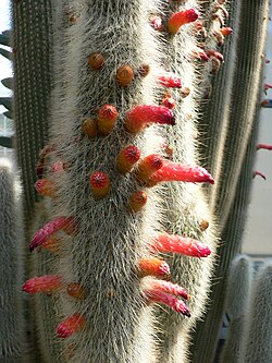 Silver torch cactus flowers