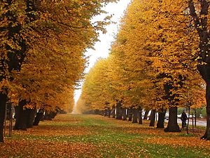 Linden alley connecting the Libosad park with the centre