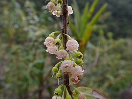 Diogenesia boliviana