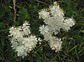 Angerpist (Filipendula vulgaris)