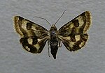 Heliothis ononis – Specimen