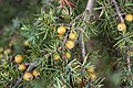 Feuilles subulées de Juniperus deltoides