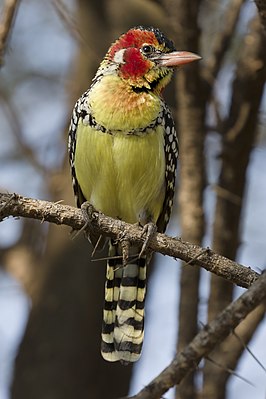 Vuurkopbaardvogel