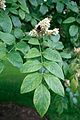 Mature pinnate leaf and bumblebee-pollinated inflorescence