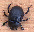 Geotrupidae - Geotrupes stercorarius