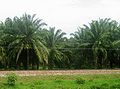 Plantation de Elaeis oleifera (identification incertaine) en Colombie (département de Magdalena, entre Aracataca et Fundación)