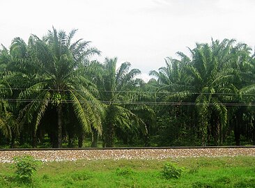 E. oleifera (Central and South America)