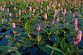 vesitatar (Persicaria amphibia)