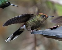 Regnbogenålkolibri, Chalcostigma herrani, Caldas-departmentet, Colombia Foto: Anthony Kaduck