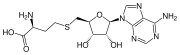 S-adenozylhomocysteín