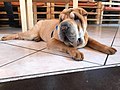 Shar pei recostado