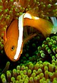 Amphiprion sandaracinos