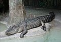 American alligator (Alligator mississippiensis)