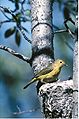 Femella de bosquerola groga (grup aestiva) atenent el niu a Yukon Flats National Wildlife Refuge