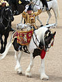 Das zu Paradezwecken zum Tragen von Trommeln eingesetzte Pferd („drum horse“) der Household Cavalry ist immer entweder ein Clydesdale oder ein Shire Horse