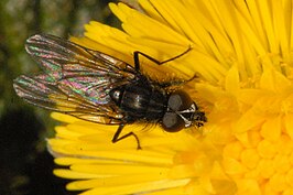 Egle ciliata