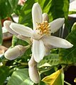 Etrog Blossom