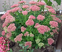 Fetthenne Sedum spectabile.jpg