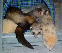 Furet (Mustela putorius furo)