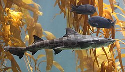 color photo of shark in kelp