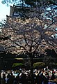 Hanami na zamku Odawara